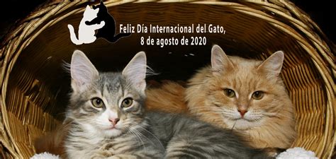 dia internacional del gato 8 de agosto